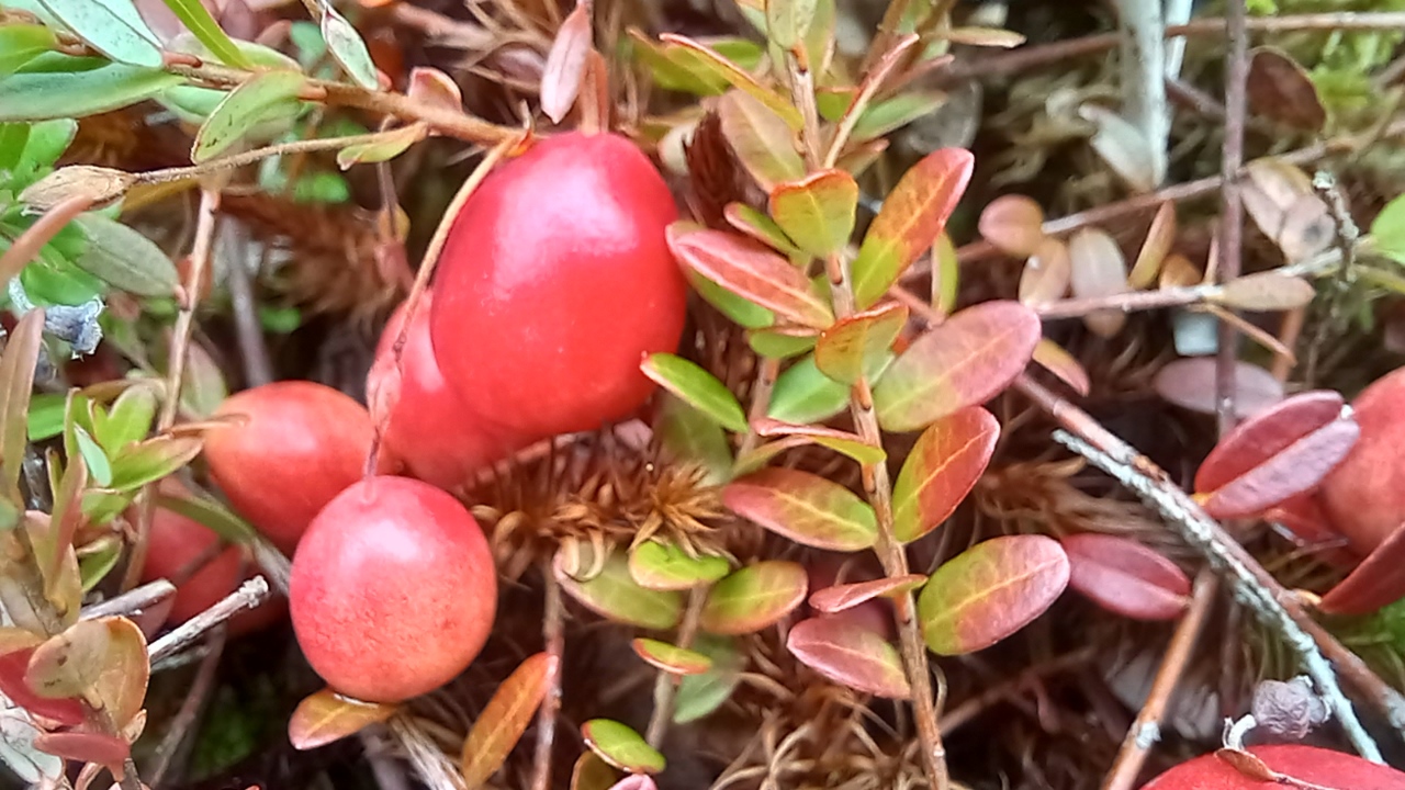 Vaccinium macrocarpon2