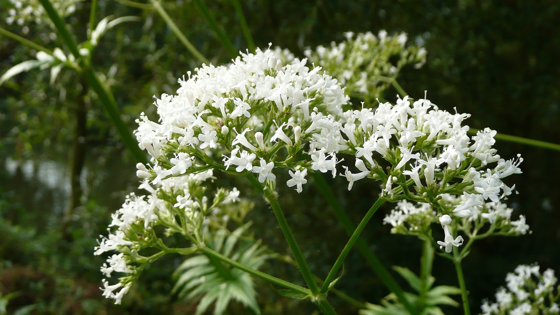 valeriana-officinalis