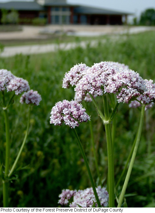 Valerian (Valeriana officinalis)