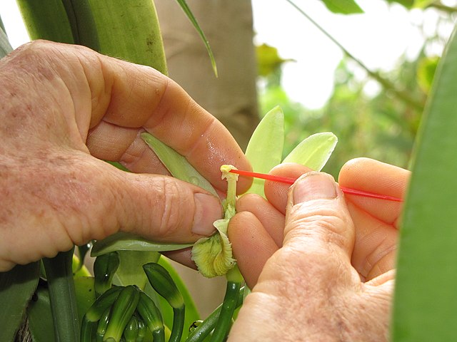 Vanilla flower hand pollination