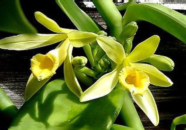 Vanilla planifolia flower