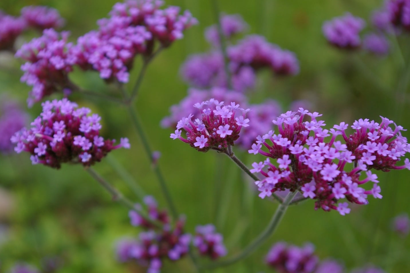 verbena