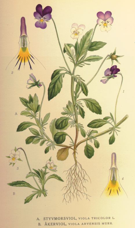 Viola tricolor and V. arvensis