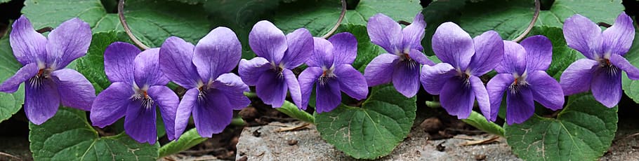 Violet banner_Creative Commons