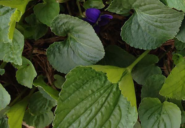 violet-flowers-viola-sororia.jpg