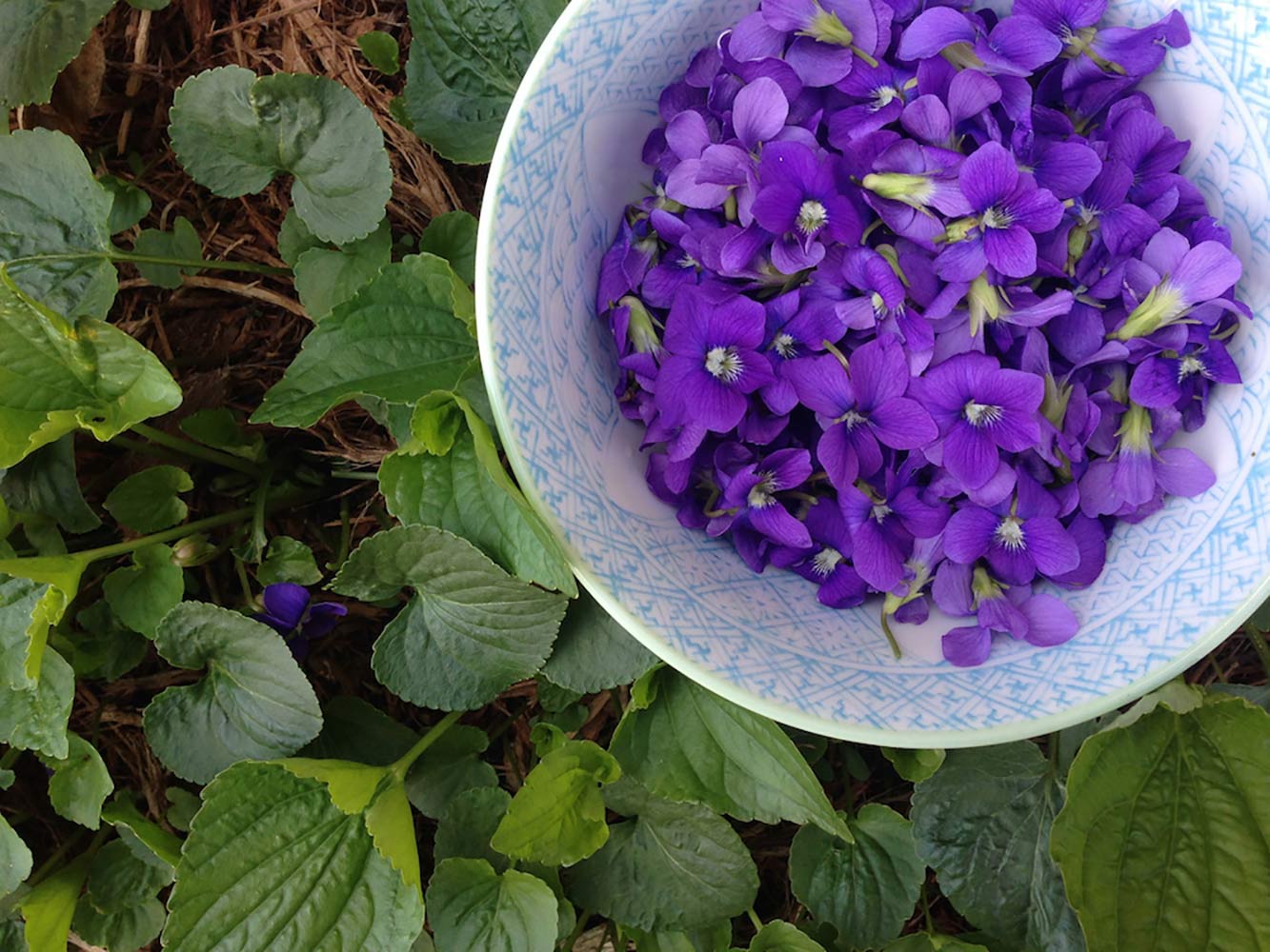 Violet-flowers-Viola-sororia