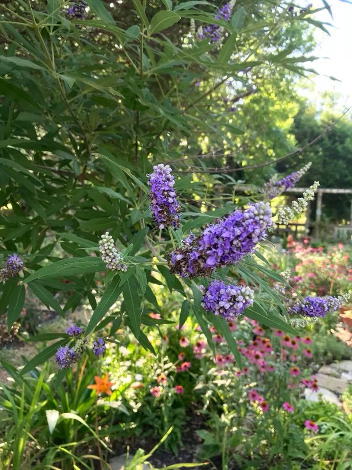Vitex