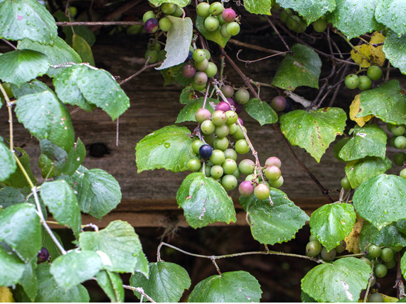 vitis