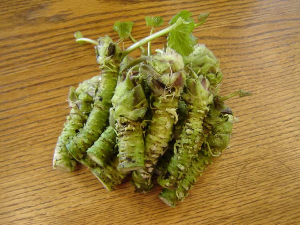Fresh wasabi rhizomes with green leaves on a wooden surface.