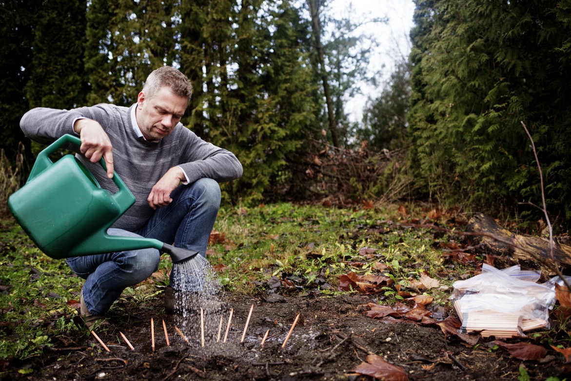 Watering the pencils