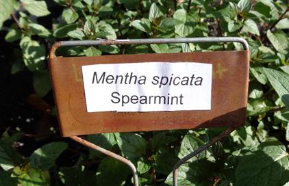 Webb plant label 2