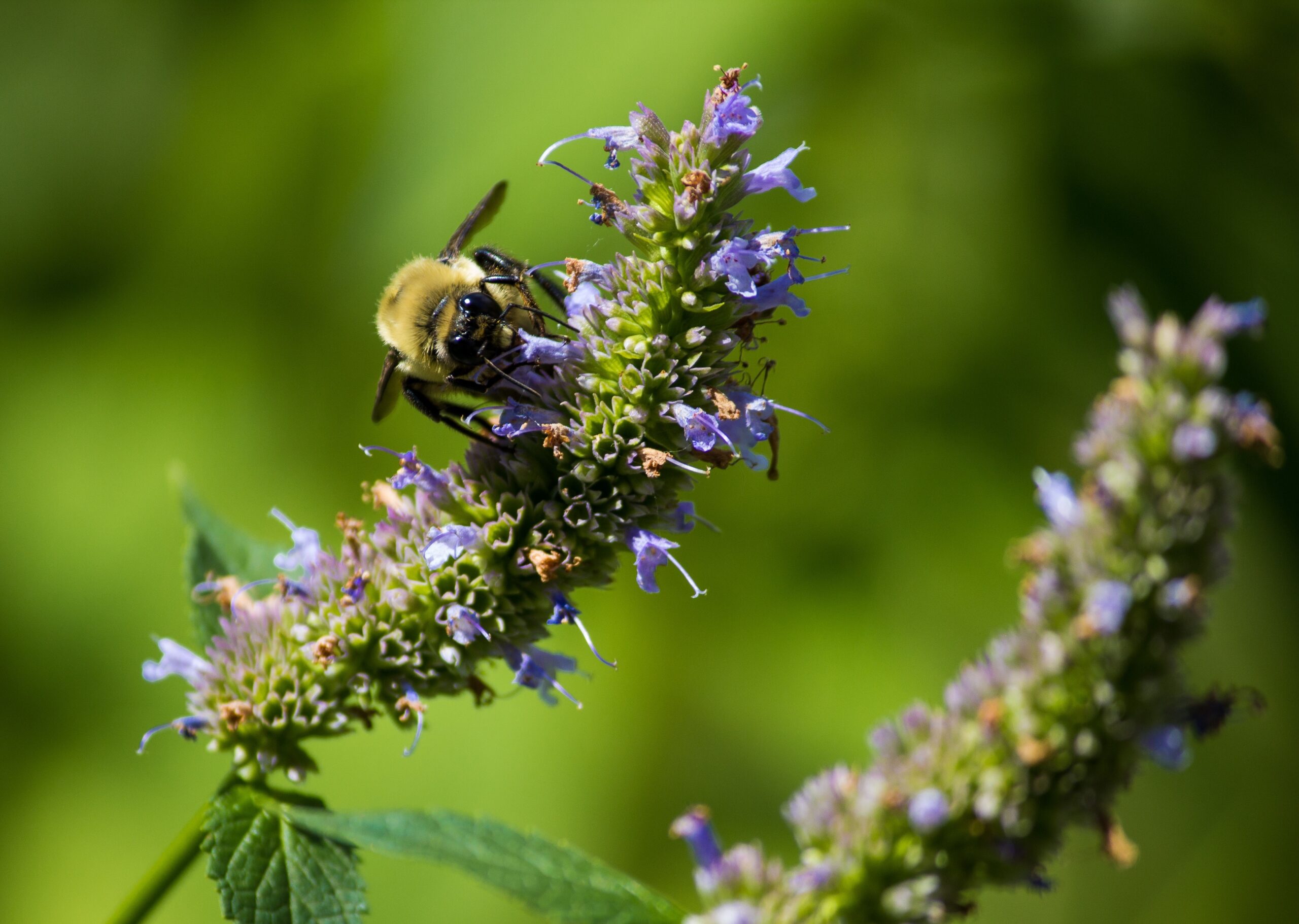 Webinar anise hyssop with bee
