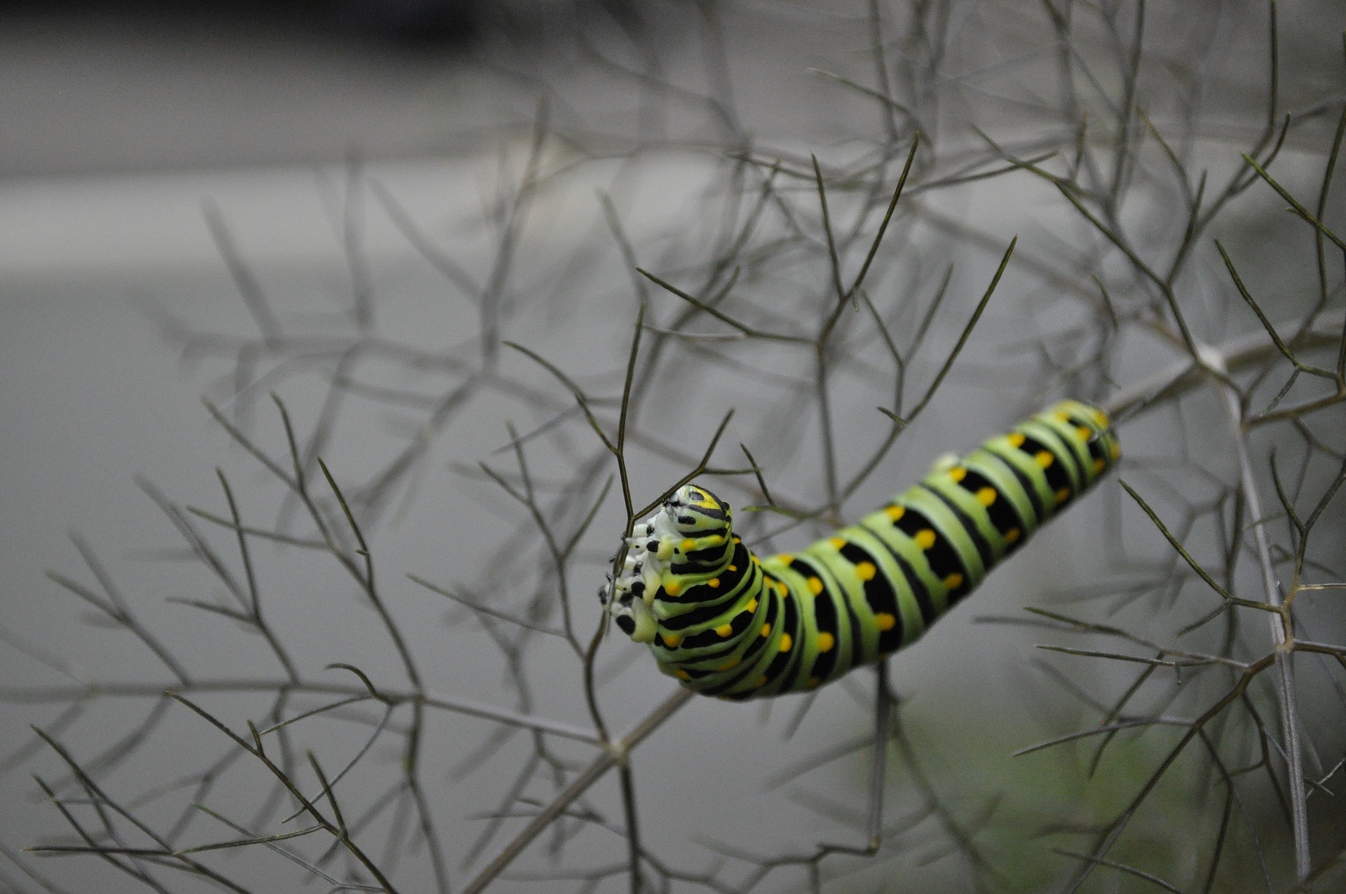 Webinar fennel with swallotail