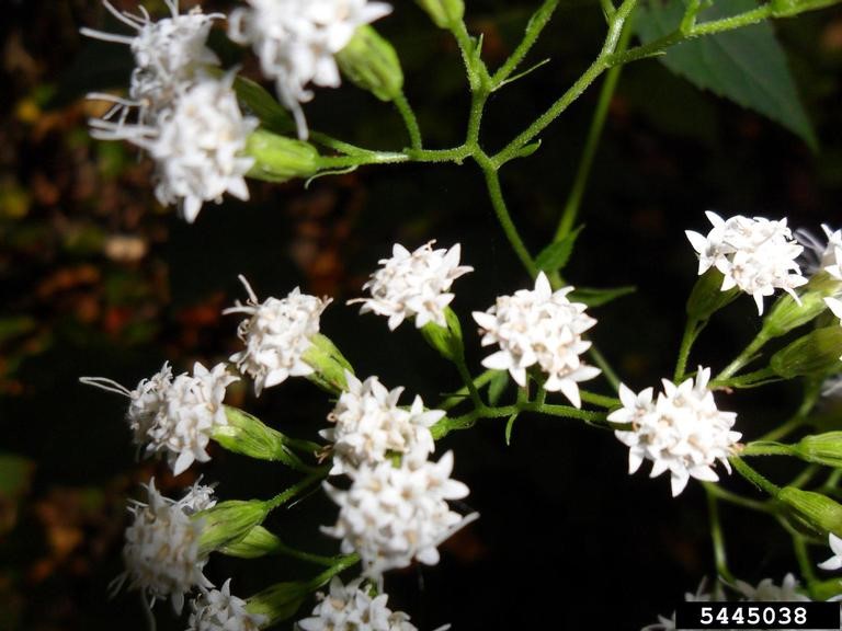 white-joe-pye-weed