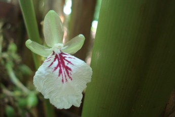 White cardamom flower