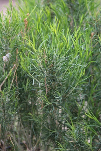 Wild tarragon