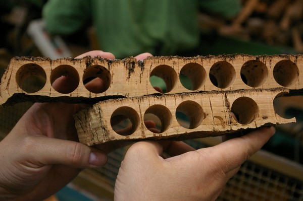 Piece of cork tree barck showing removed cork pieces