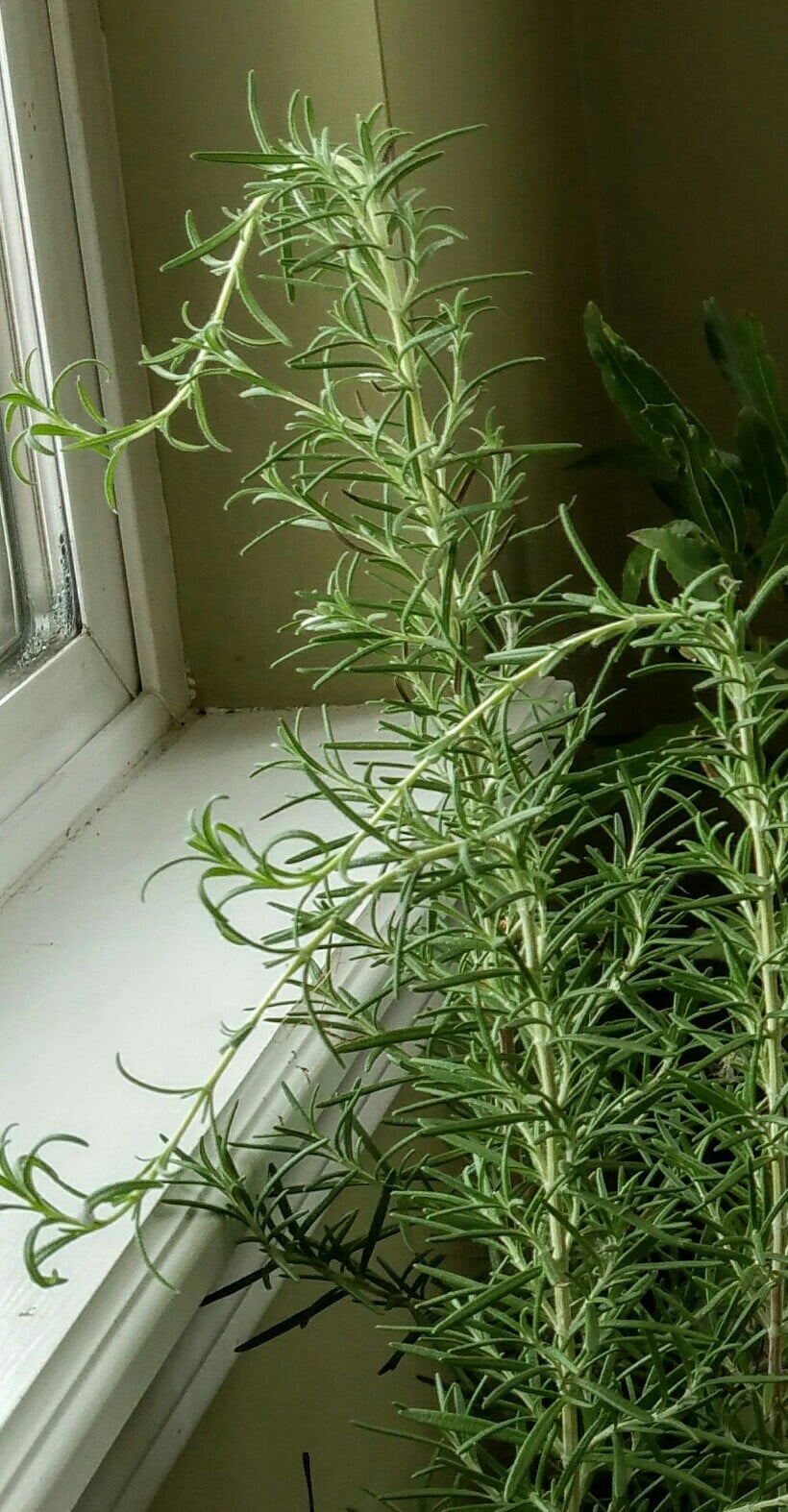 wintered rosemary leggy