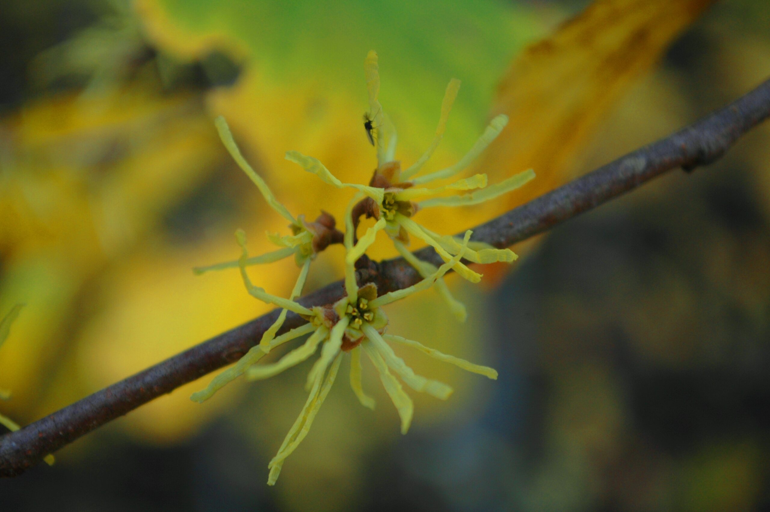 Witch Hazel