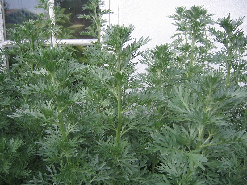 Wormwood_shoots by Eddideigel