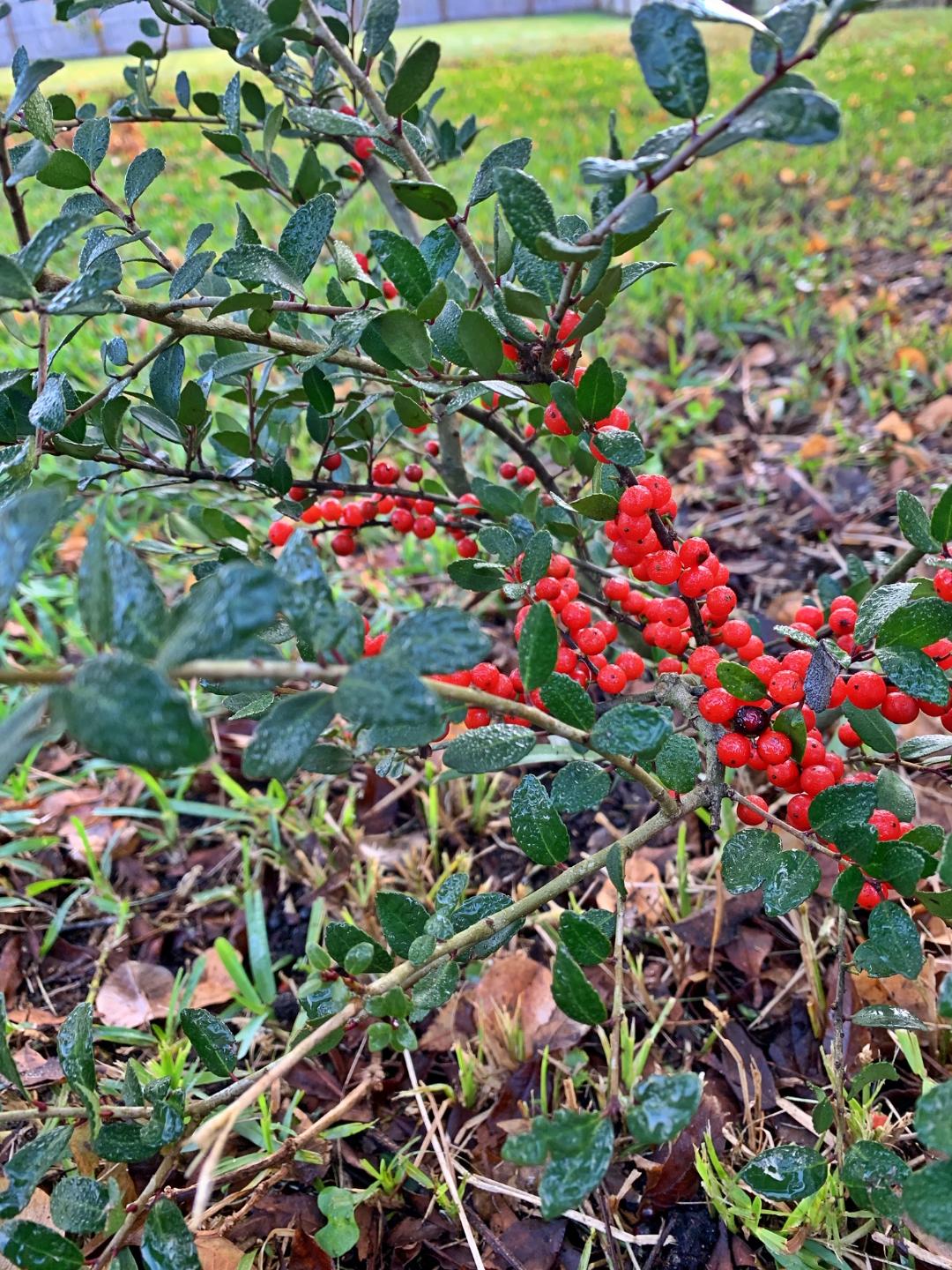 yaupon shrub